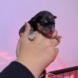 Girl 1 - Black tan and white female Siberian Husky puppy in Pelham, Alabama from Tails & Belles Dog Breeding