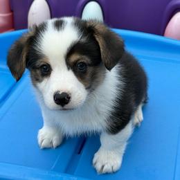 Trek-Fluff Carrier - Black and tan male Pembroke Welsh Corgi puppy in Scottown, Ohio from Wyndy Ridge Corgis