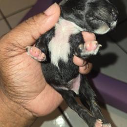 Hero - Parti male Miniature Schnauzer puppy in Titusville, Florida from Alysha's Grandbabies