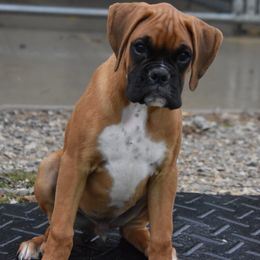Boxer Puppies from Mt Valley Boxers