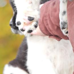 Newfoundland Puppies from Newfforu