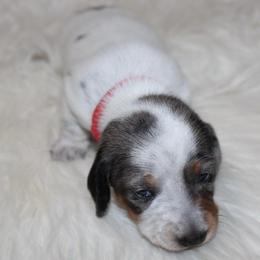 Dapple Piebald Female - Dapple female Dachshund puppy in Lily, Kentucky from Little Acres Miniature Dachshunds