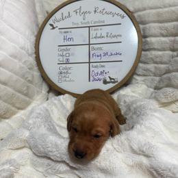 Hen - yellow collar - Yellow female Labrador Retriever puppy in Troy, South Carolina from Wicked Flyer Retrievers