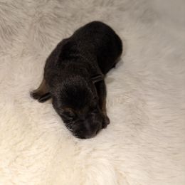 Girl 7 - Black and red female German Shepherd puppy in Hollis Center, Maine from Noble German Shepherds of Maine