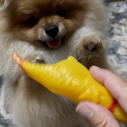 Pomeranian Puppies from Silver’s Reigning Heir Poms