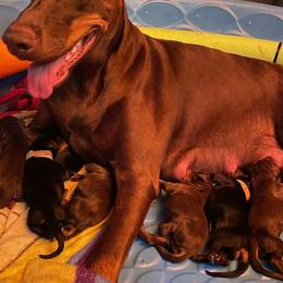 Felicia Ivey - Doberman Pinscher