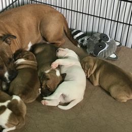 Staffordshire Bull Terrier Puppies from Rockstaff Staffords