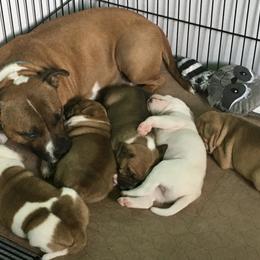 Staffordshire Bull Terrier Puppies from Rockstaff Staffords