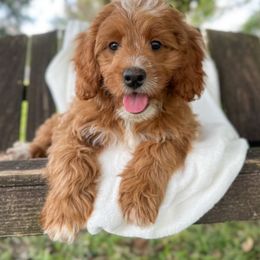 Elijah - Red male Bernedoodle puppy in Pledger, Texas from Sugarbear Cockapoos