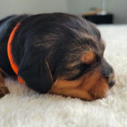 Bartholomeu - Black and tan male Assorted Doodle Crosses puppy in Blackfoot, Idaho from Lucky Pup Meadows