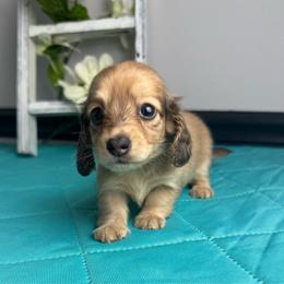 Victor - Cream male Dachshund puppy in Gilbertsville, Kentucky from DeLaunes Dachshunds