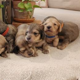 Dachshund Puppies from Dogwood Acre Dachshunds