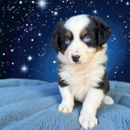 Dodger-FULL TAIL - Black tri-color male Australian Shepherd puppy in Statesville, North Carolina from Charming Australian Shepherds
