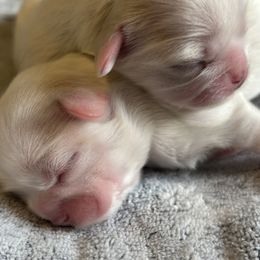 Shih Tzus from Karen's Shih Tzus