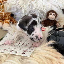 Wolfman - Harlequin male Great Dane puppy in Climax, Michigan from Beaver Creek Danes