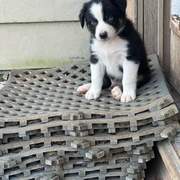 Boy 1 - Yellow - Australian Shepherd puppy from MP Aussies
