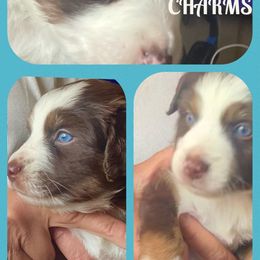 Charms - Red tri-color Miniature American Shepherd puppy in Modesto, California from HeartSong Australian Shepherds