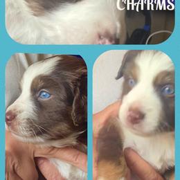 Charms - Red tri-color Miniature American Shepherd puppy in Modesto, California from HeartSong Australian Shepherds