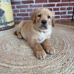 Loaf - Yellow male Labrador Retriever puppy in Archer Lodge, North Carolina from Archer Lodge Labradors
