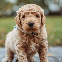 Goldendoodles and Golden Retrievers from Front Porch Goldens