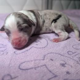 Sweetheart - Blue merle female Toy Australian Shepherd puppy in Lakeland, Florida from Under the Oak Aussies