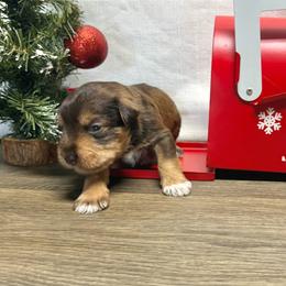 Crete - Liver male Miniature Schnauzer puppy in Huntington, Utah from Schnauzers on Robinson Lane