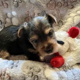 Pebbles - Black and gold female Yorkshire Terrier puppy in Crossville, Tennessee from Lil Britches Yorkies