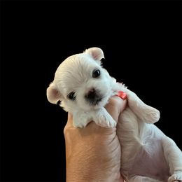 Sasha - White female Maltese puppy in Mooresville, North Carolina from Clearview Canines