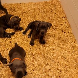 Cane Corso Puppies from Southern Sugar Cane Corso LLC