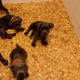 Cane Corso Puppies from Southern Sugar Cane Corso LLC