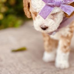 Goldendoodle and Poodle Puppies from Doodle Puppy Parti