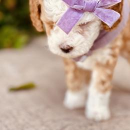 Goldendoodle and Poodle Puppies from Doodle Puppy Parti