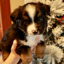Prancer - Black tri male Toy Australian Shepherd puppy in Albia, Iowa from J Bar M Toy and Mini Aussies
