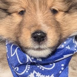Shetland Sheepdogs from Renegade Winds