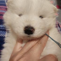 Borzoi and Samoyed Puppies from Kalabria