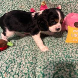 Stella - Tri-color female Cavalier King Charles Spaniel puppy in Tacoma, Washington from Cherilym Gumm's Cavalier King Charles Spaniel