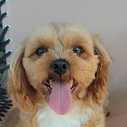 Teddy - Shihpoo