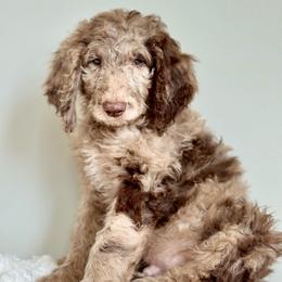 Red - Merle male Goldendoodle puppy in Hesperia, Michigan from Red Acres Poodles & Doodles