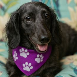 Rosco - AKC - Dapple male Dachshund puppy in Omaha, Nebraska from Colorful Dachshunds
