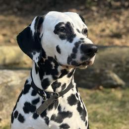 Dalmatians from Jewels and Spots Dalmatians
