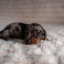 Shoyu - Dapple male Dachshund puppy in Temecula, California from Naomi Magee's Dachshund Kennel