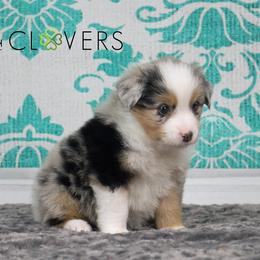 Basset Fauve de Bretagne and Miniature American Shepherd Puppies from 4 Clovers Miniature American Shepherds