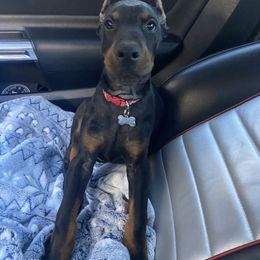 Doberman Pinscher and Labrador Retriever Puppies from Mississippi K9 Kennel