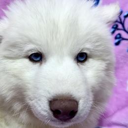 AKC Aspen - White female Siberian Husky puppy in Centreville, Maryland from Huskies By the Bay