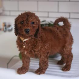Buster - Red  male Goldendoodle puppy in Stevens, Pennsylvania from Pebble Paws Lane