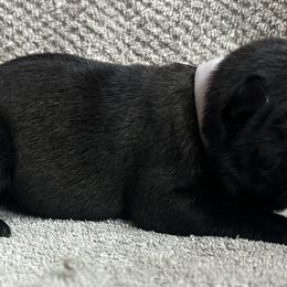 White - Red sable female Belgian Malinois puppy in Ellerbe, North Carolina from Grand Prix Kennel