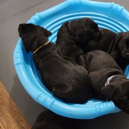 Labrador Retriever Puppies from Steele Caliber Retrievers