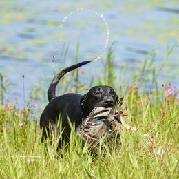 Golden Retriever and Labrador Retriever All Grown Up from Steve Lambert's Labrador Retrievers and Golden Retrievers