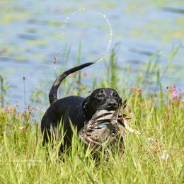 Golden Retriever and Labrador Retriever All Grown Up from Steve Lambert's Labrador Retrievers and Golden Retrievers