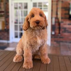 Waylon - Caramel male Australian Labradoodle puppy in Hartshorne, Oklahoma from Jena Edmond